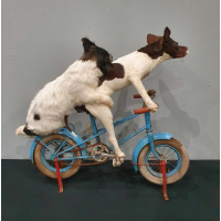 Lady en de Vagebond, fantastische Anthropomorfe taxidermy!